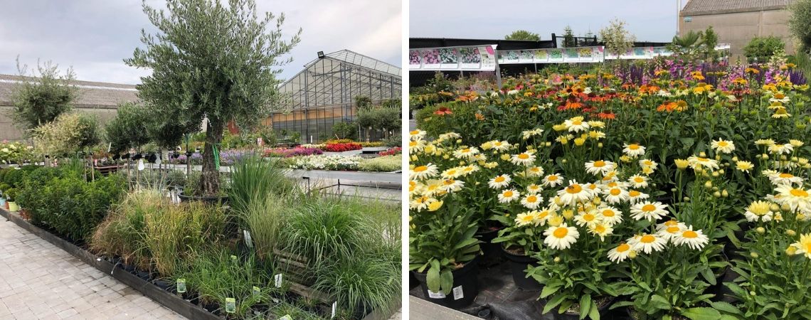 Tuinplanten kopen bij Groencentrum in Brugge en Ieper