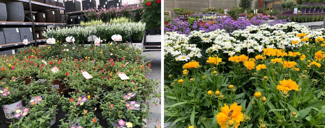 Tuinplanten kopen bij Groencentrum in Brugge en Ieper