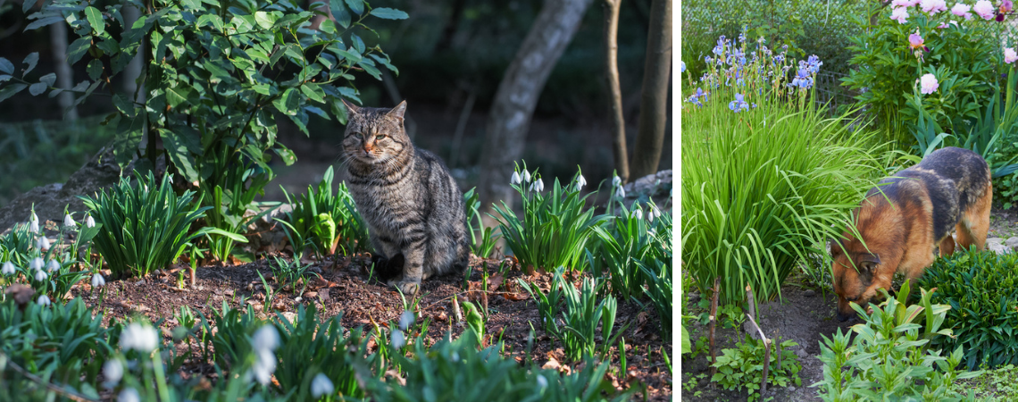 Honden en katten weren uit de tuin Groencentrum Brugge en Ieper