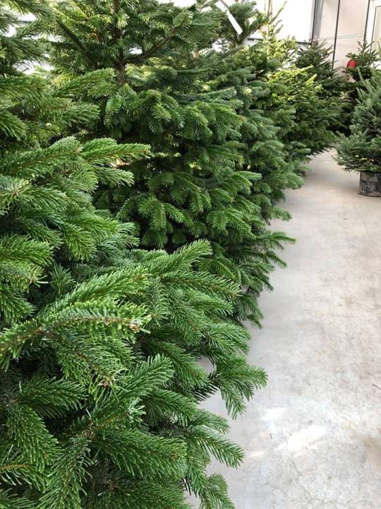 Kerstbomen kopen nabij Brugge