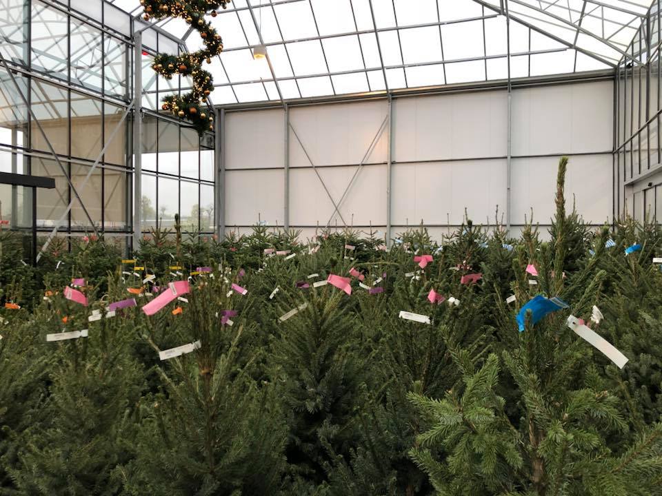 Kerstbomen Sint-Kruis