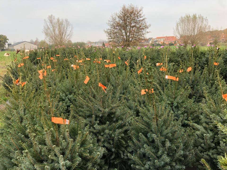Kerstbomen Kopen Sint-Kruis