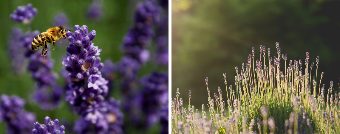 Lavendel Groencentrum Ieper en Brugge