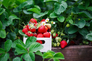 Aardbeien Aardbeien