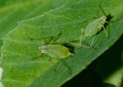 Bladluizen in de tuin?! Bladluizen in de tuin?!