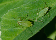 Bladluizen in de tuin?!