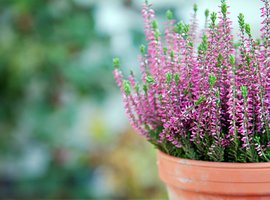 Tuinplanten