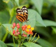 De duurzame tuin: Vlinders & insecten lokken