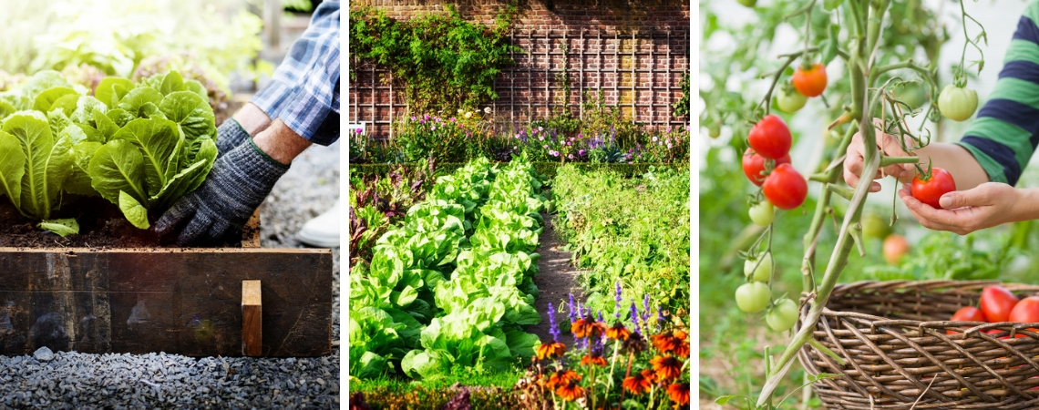 vaardigheid vloeistof slachtoffer Moestuin