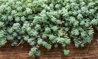 5 toptips voor een klimaatbestendige tuin