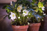 Alles over de Helleborus