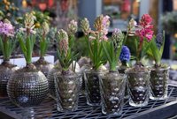Bloembollen op pot