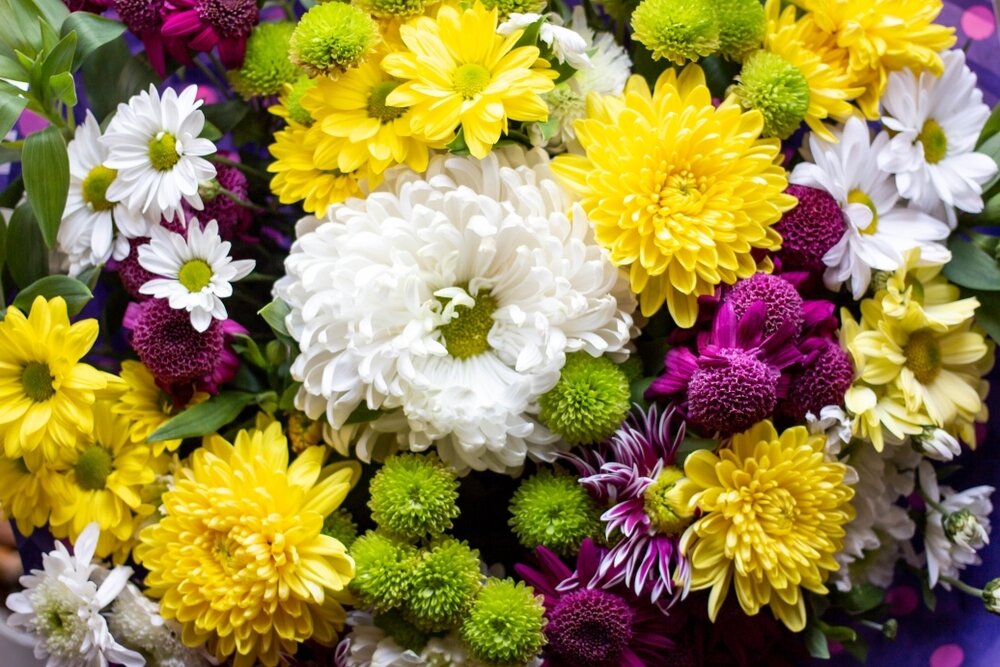 Chrysanten: aanrader voor binnen en buiten - Groencentrum