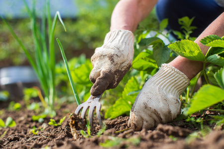 Een lenteproof moestuin: dit zijn onze tips