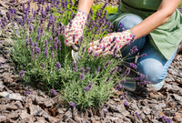 Hoe en wanneer snoei je Lavendel?