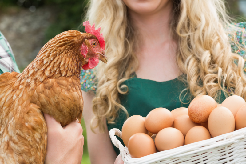 Kippen houden - Groencentrum - voor uw tuin
