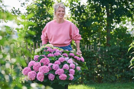 Tijd om uw hortensia naar buiten te brengen