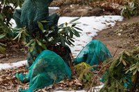 Vorstbescherming voor je tuinplanten