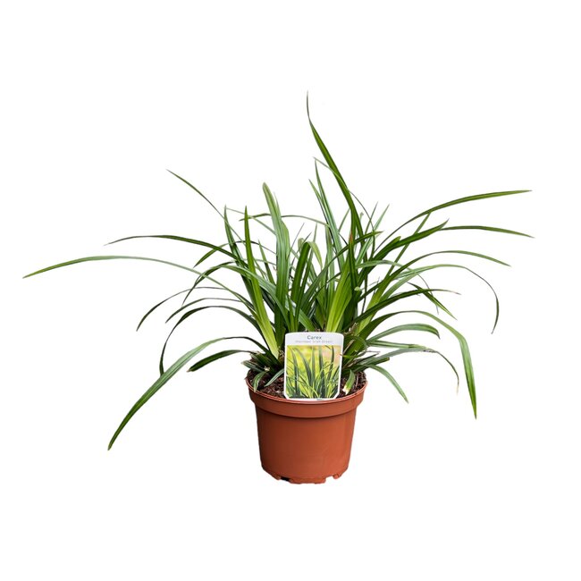 Carex fol. 'Irish Green' - Ø15cm H15cm