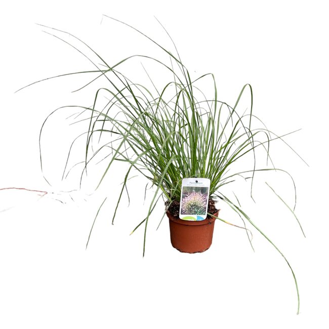 Pennisetum alop. 'Hameln' - Ø15cm H25cm