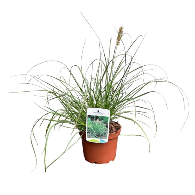 Pennisetum alop. 'Little Bunny' - Ø15cm H15cm
