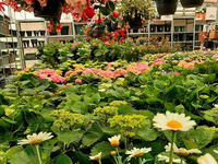 Groencentrum de Korenbloem