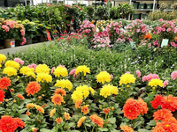 Groencentrum de Korenbloem