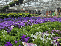 Groencentrum de Korenbloem