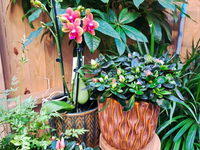 Groencentrum de Korenbloem