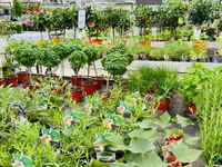 Groencentrum de Korenbloem