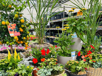 Groencentrum de Korenbloem