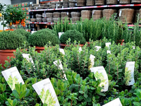 Groencentrum de Korenbloem