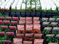 Groencentrum de Korenbloem