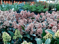 Groencentrum de Korenbloem