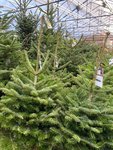 Kerstshow