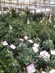Kerstshow