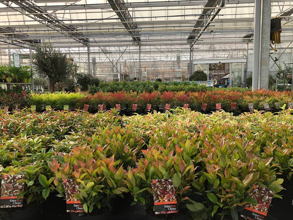 Prachtige groene planten Knokke-Heist
