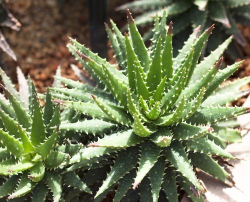 De Populaire Aloe Vera Groencentrum Inspiratie Voor Uw Tuin