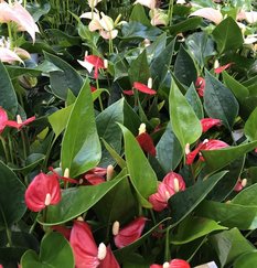 Anthurium