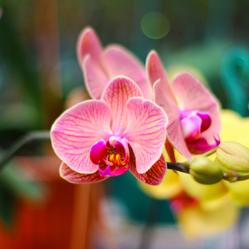 Bloeiende kamerplanten | Groencentrum