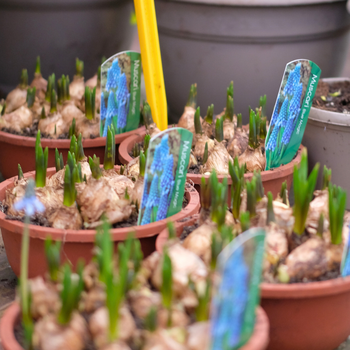 Bollen op pot | Groencentrum Brugge, Nevele en Ieper