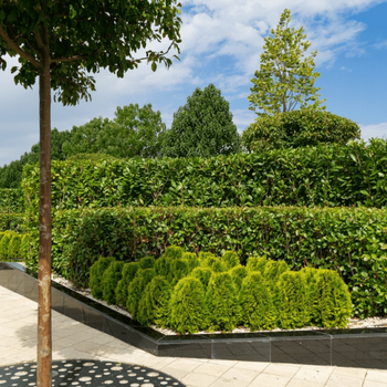 Bomen, heesters en coniferen | Groencentrum