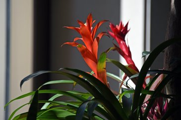 Bromelia