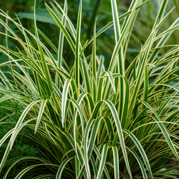 Carex | Groencentrum Brugge, Ieper en Nevele