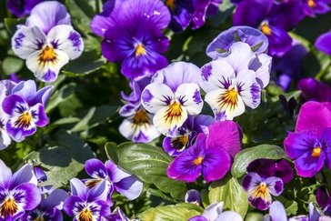 Tuinplanten kopen