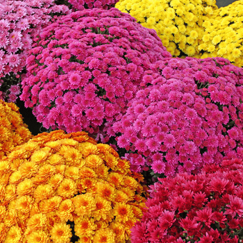 Chrysanten