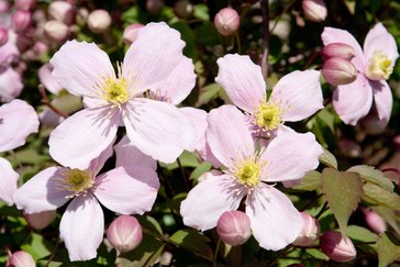 Clematis | Groencentrum