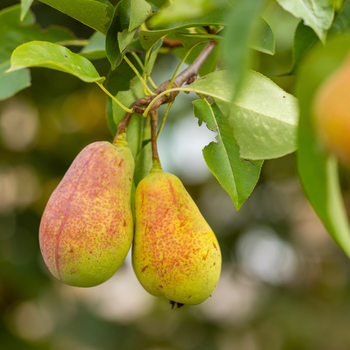 Fruitbomen fruitstruiken | Groencentrum