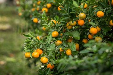 Fruitbomen en fruitstruiken