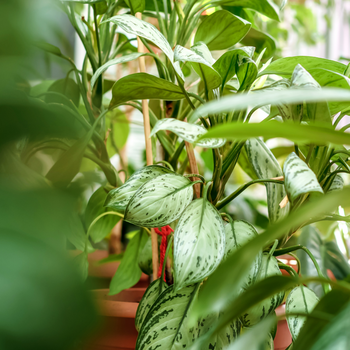 Groene kamerplanten bij Groencentrum